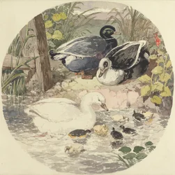 Ducks