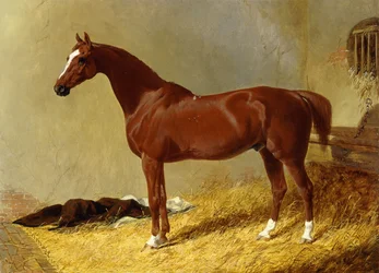 A Bay Racehorse in a Stall