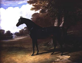 Gaucus, a Dark Bay Horse in a Wooded Landscape
