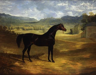 Jack Spigot, a Dark Bay Racehorse in a Paddock at Bolton Hall, 1824
