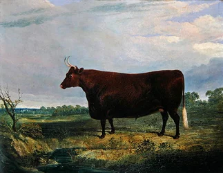 Portrait of a Brown Bull