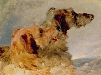 Two Deerhounds