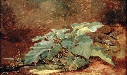 Study of a Burdock Plant
