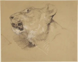 Head of Lioness