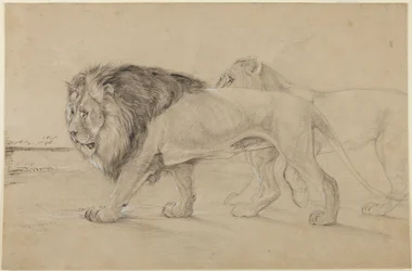 Lions