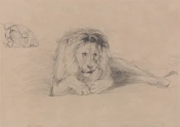 Study of a Lion and Study of a Lioness