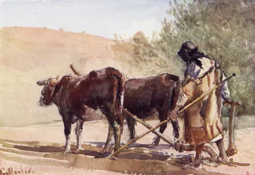 Ploughing on the Mount of Olives