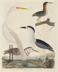 Green Heron, Night Heron, Young Heron, and Great White Heron