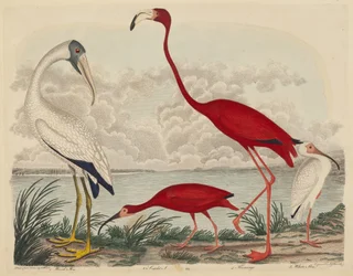 Wood Ibis, Scarlet Ibis, Flamingo, and White Ibis, published 1808-1814