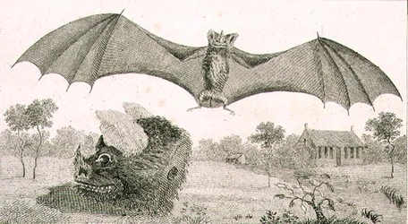 The Vampire or Spectre of Guiana