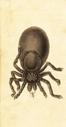Pinktoe Tarantula, Avicularia avicularia, 1800 (engraving)