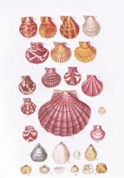 British Scallops, Nature in Britain published by Collins