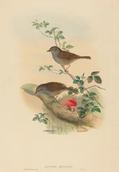 Accentor modularis Dunnock