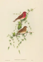 Common Rose Finch