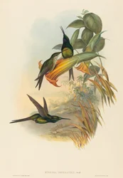 Empress Hummingbird