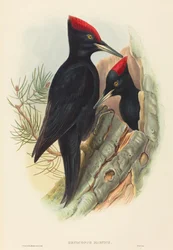 Great Black Woodpecker Dryocopus martius