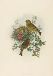 Ligurinus Chloris Greenfinch