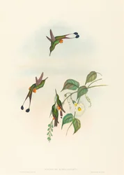 Spathura rufocaligata, Red-booted Racket-Tail. Creators: John Gould, Henry Constantine Richter.