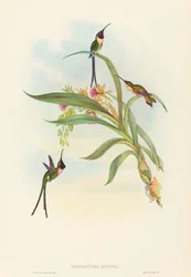 Tharmastura enicura Slender Shear-Tail