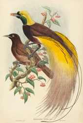 Bird of Paradise Paradisea apoda