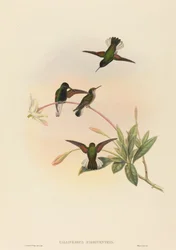 Black-bellied Hummingbird