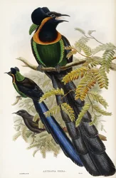 Arfak Astrapia