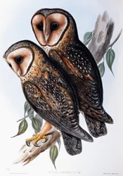 Australian Masked-Owl, lithograph from Birds of Australia
