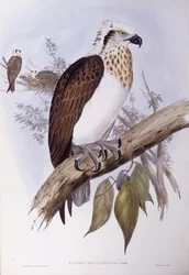 Australian osprey (Pandion haliaetus cristatus), Engraving by John Gould