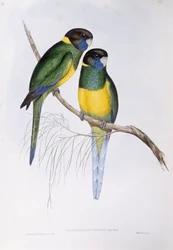 Australian ringneck (Barnardius or Platycercus zonarius), Engraving by John Gould