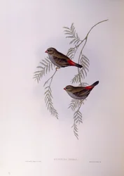 Beautiful firetail (Stagonopleura bella), Engraving by John Gould