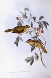 Bell Miner (Manorina melanophrys), Engraving by John Gould