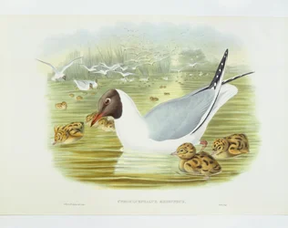 Black-headed gull (Larus ridibundus), Engraving by John Gould, William Hart, H C Richter