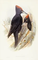 Black woodpecker (Dryocopus martius), Engraving by John Gould