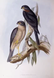 Brown dipper (Cinclus pallasii), Engraving by John Gould