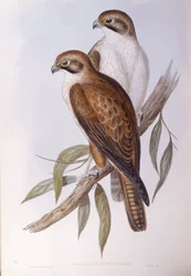 Brown Falcon (Falco berigora occidentalis), Engraving by John Gould