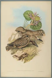 Nightjar