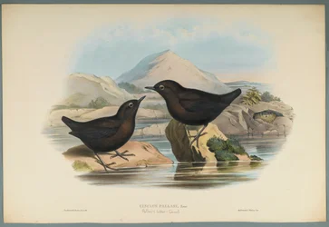 Pallas Water Ouzel