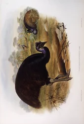 Dwarf cassowary (Casuarius bennetti), Engraving