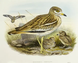 Eurasian thick-knee (Burhinus oedicnemus), Engraving