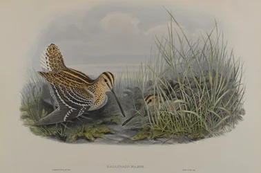Gallinago Major - Great Snipe