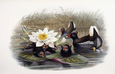 Gallinula Chloropus