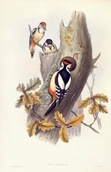 Great spotted woodpecker (Dendrocopos major), Engraving by John Gould