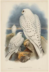 Greenland Falcon