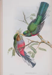 Hapaloderma Narina, plate from The Birds of Great Britain by John Gould