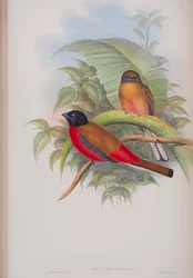 Harpactes Duvauceli, plate from The Birds of Great Britain by John Gould