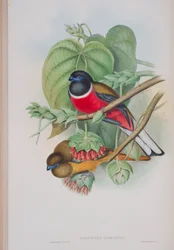 Harpactes Fasciatus, plate from The Birds of Great Britain by John Gould