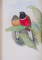 Harpactes Kasumba, plate from The Birds of Great Britain by John Gould