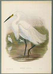 Little Egret