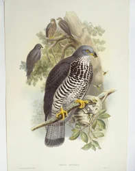 Honey-buzzard (Pernis apivorus), illustration