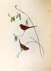 Illustration from John Gould